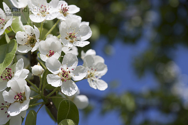Birnbaumblüte  Birnbaum (Pyrus)  Frühling