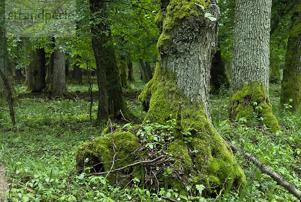 Mit Moos bewachsene Wurzel einer Schwarzerle (Alnus glutinosa) im Auwald  Naturschutzgebiet Mönchbruch bei Frankfurt  Hessen  Deutschland  Europa
