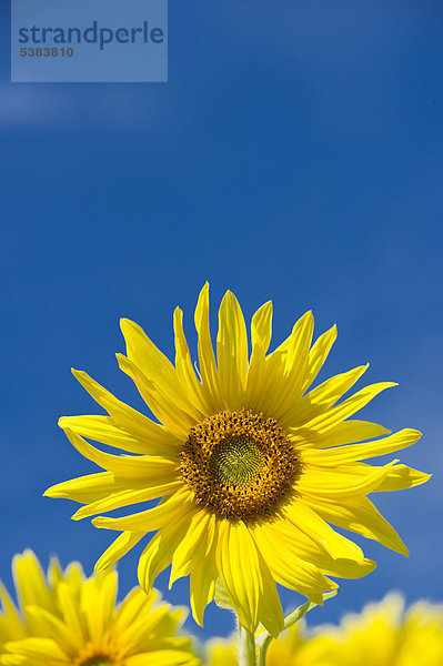 Sonnenblumen (Helianthus annuus) gegen blauen Himmel