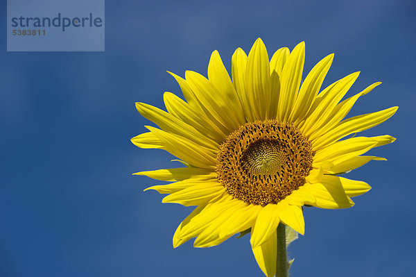 Sonnenblume (Helianthus annuus) gegen blauen Himmel