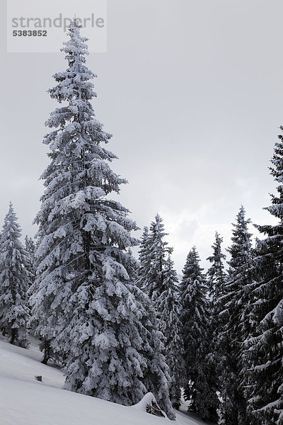 Verschneite Bäume im Winter  Benediktbeuern  Bayern  Deutschland  Europa
