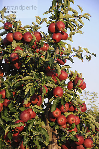 Rote Äpfel (Malus domestica) wachsen in Apfelplantage  Altes Land  Deutschland  Europa