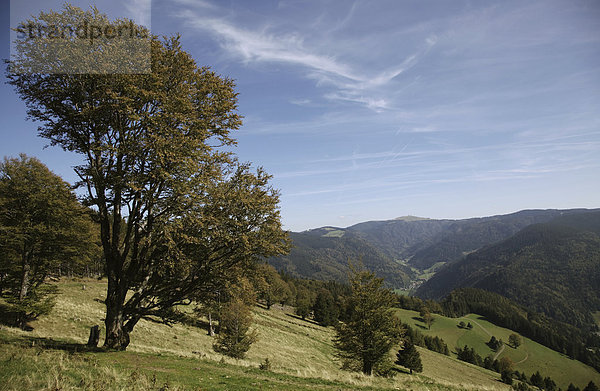 Blick vom Schauinsland über das St. Wilhelmer Tal zum Feldberg  Schwarzwald  Baden-Württemberg  Deutschland  Europa