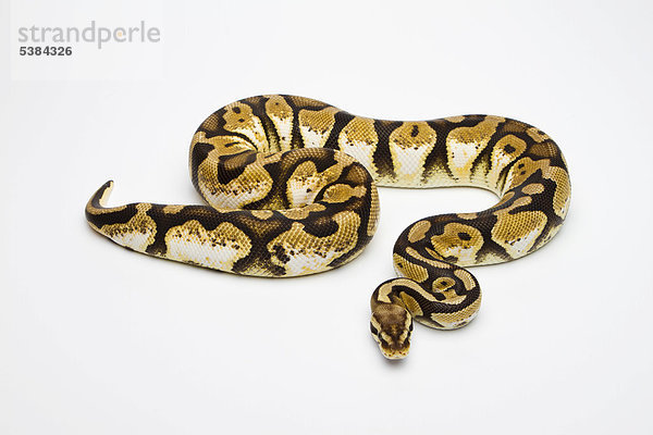 Königspython (Python regius) Pastel Calico  Weibchen