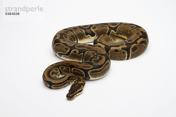 Königspython (Python regius) Matanic  Weibchen
