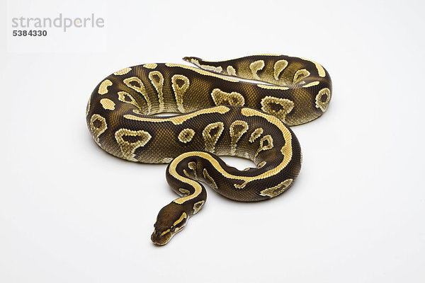 Königspython (Python regius) Phantom Yellow Belly  Weibchen