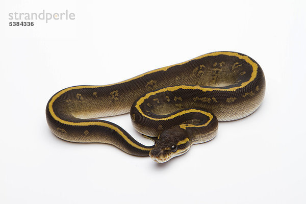 Königspython (Python regius) Mojave Granit  Weibchen