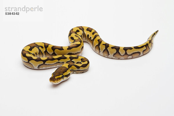 Königspython (Python regius) Tiger Phantom Yellow Belly  Männchen