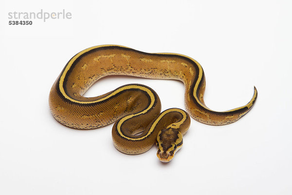 Königspython (Python regius) Superstripe  Männchen