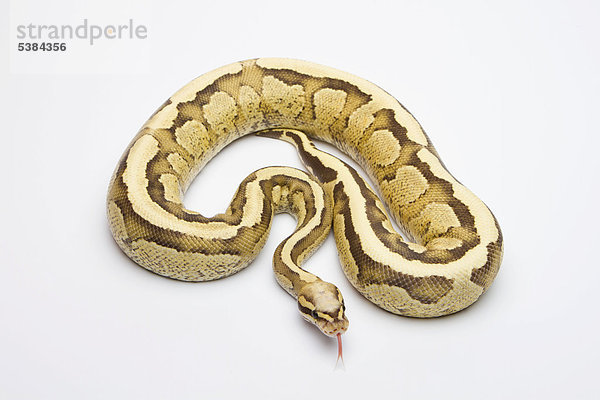 Königspython (Python regius) Vanilla Cream  Männchen