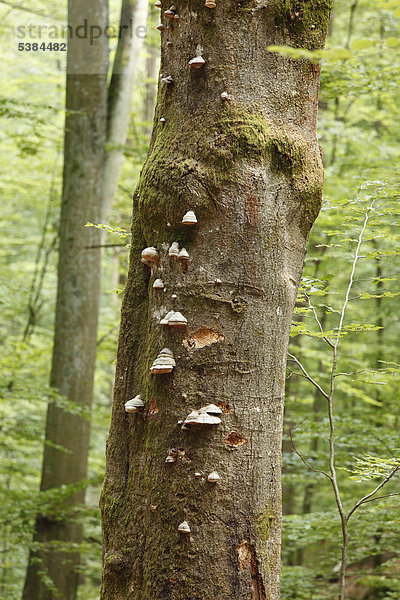 Stamm von Buche  Rotbuche (Fagus sylvatica) mit Baumpilzen  Steigerwald  Unterfranken  Franken  Bayern  Deutschland  Europa  ÖffentlicherGrund