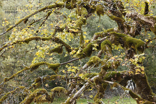 Bemooster Bergahorn  Berg-Ahorn (Acer pseudoplatanus)  Tegernseer Tal  Oberbayern  Bayern  Deutschland  Europa  ÖffentlicherGrund