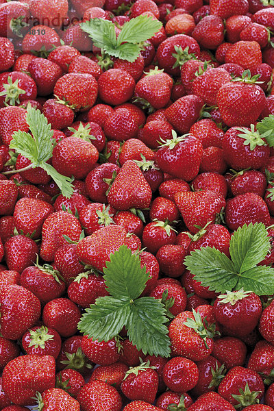 Erdbeeren - formatfüllend
