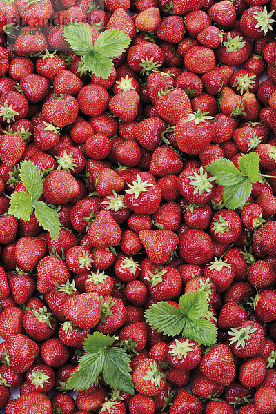 Erdbeeren - formatfüllend
