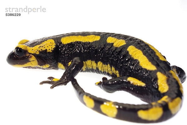 Ein Feuersalamander (Salamandra salamandra)