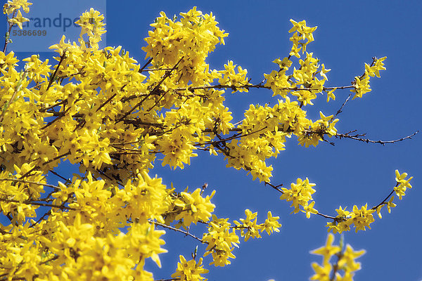 Forsythien (Forsythia)