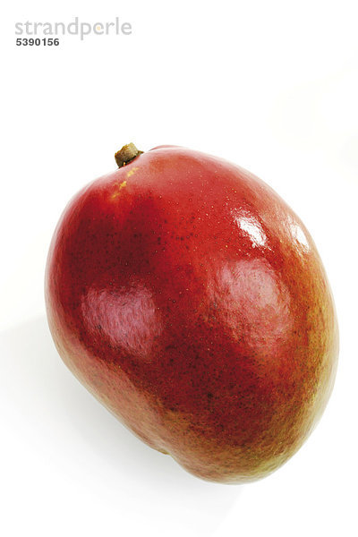 Mango  Brasilien (Mangifera indica)