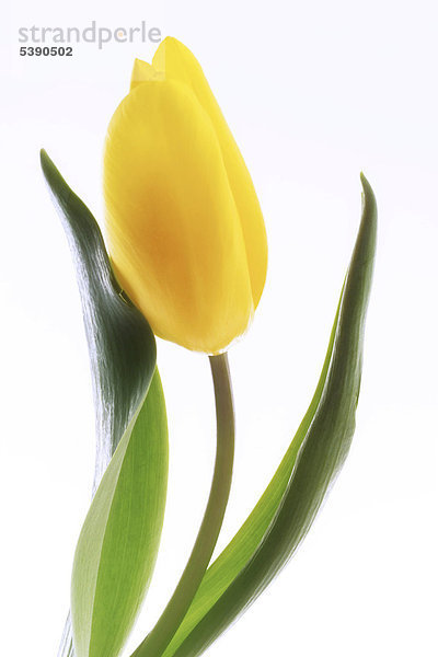 Gelbe Tulpe (Tulipa)