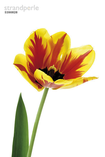 Tulpe (Tulip)