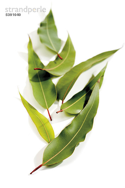 Eucalyptus leaves (Eucalyptus folium)