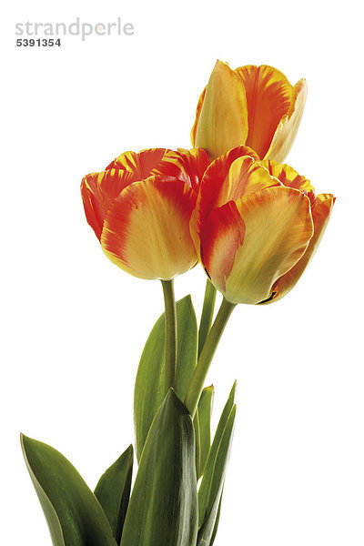 Rot - gelbe Tulpen (Tulipa)