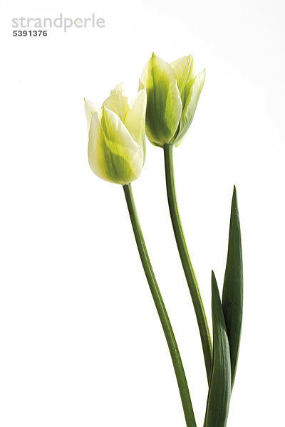 Grün - weisse Tulpen (Tulipa)