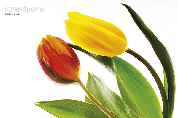 Zwei Tulpen (Tulipa)  rot und gelb