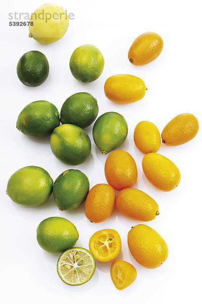 Limequats ( Kreuzung aus Kumquats und Limetten) und eine Limette hinten