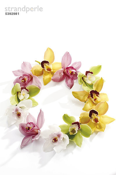 Kreis aus verschiedenfarbigen Orchideen (Orchidaceae)