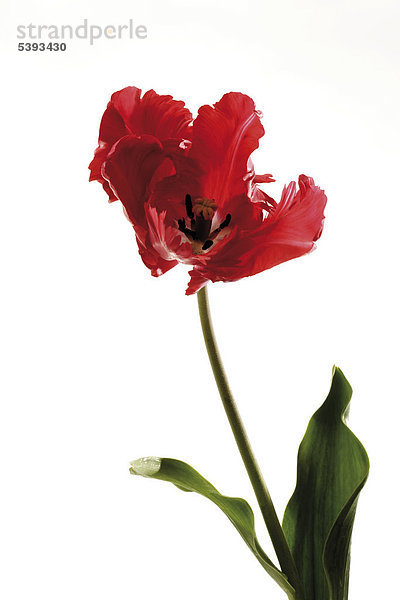 Rote Papageientulpe (Tulipa)