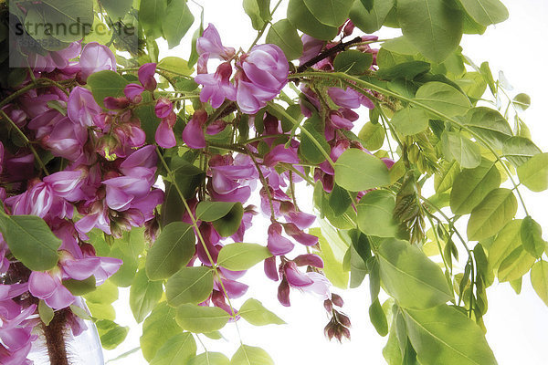 Violette Robinie  Falsche Akazie (Robinia pseudoacacia)