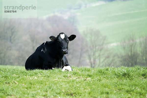 Schwarzweiße Holstein-Kuh (Bovinae) liegt auf einer Weide