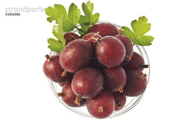 Rote Stachelbeeren (Ribes uva-crispa)