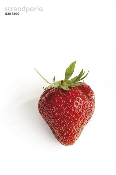 Erdbeere (Fragaria)