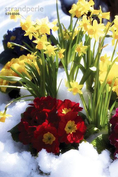 Frühlingsblumen im Schnee  Primeln (Primula) und Narzissen (Narcissus)