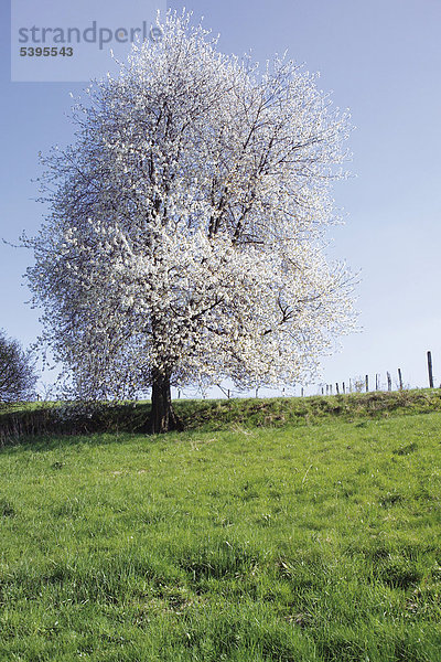 Blühender Kirschbaum auf Wiese