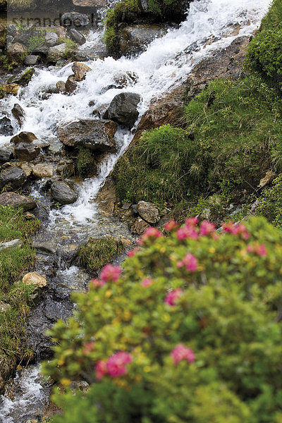 Hairy Alpine Rose (Rhododendron hirsutum)  waterfall in the back  Kaunertal Valley  Tyrol  Austria  Europe