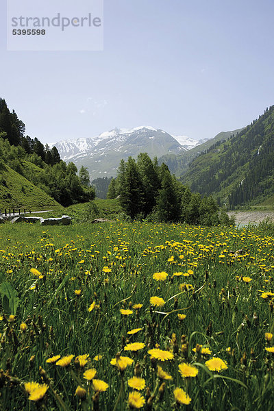 Blumenwiese  Kaunertal  Tirol  Österreich  Europa
