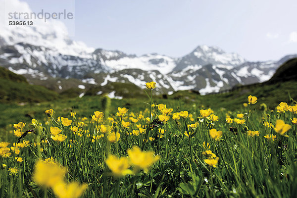Wildblumenwiese  Kaunertal  Tirol  Österreich  Europa