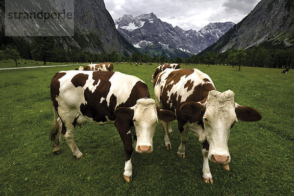 Kühe  Ahornboden  Alpenpark Karwendel  Tirol  Österreich  Europa