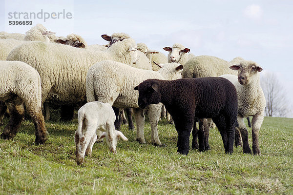 Schwarzes Schaf in Schafherde