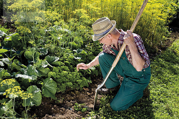 Gärtner kontrolliert sein Gemüsebeet