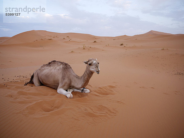 Dromedar  Kamel (Camelus dromedarius)  ruht in den Sanddünen der Erg Chebbi Wüste  nahe Merzouga  Marokko  Nordafrika  Afrika