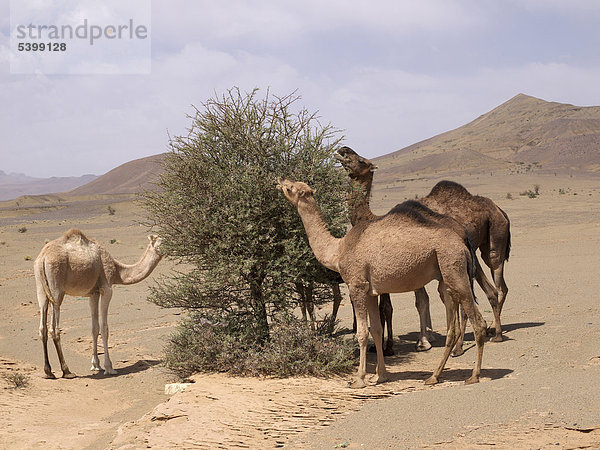 Drei Dromedare (Camelus dromedarius)  weiden in der Steinwüste des Draa-Tals  nahe Agdz  Marokko  Nordafrika  Afrika