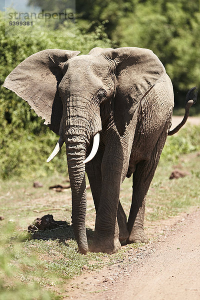 Afrikanischer Elefant (Loxodonta africana)  Lake Manyara Nationalpark  Tansania  Afrika