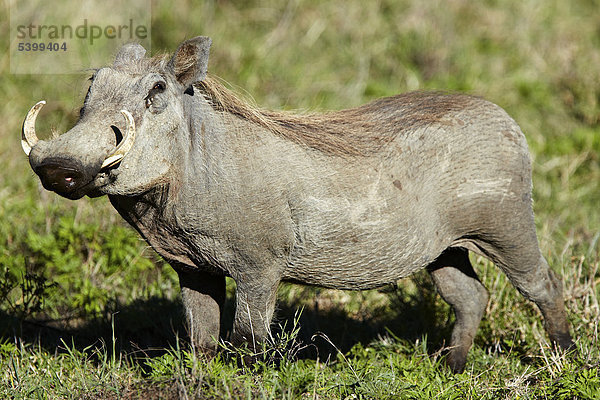 Warzenschwein (Phacochoerus africanus)  Ngorongoro Krater  Ngorongoro Conservation Area  Tansania  Afrika