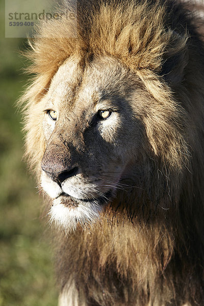 Löwe (Panthera leo)  Portrait  Ngorongoro Krater  Ngorongoro Conservation Area  Tansania  Afrika
