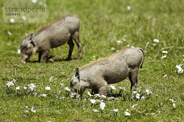Warzenschweine (Phacochoerus africanus)  Ngorongoro Krater  Ngorongoro Conservation Area  Tansania  Afrika