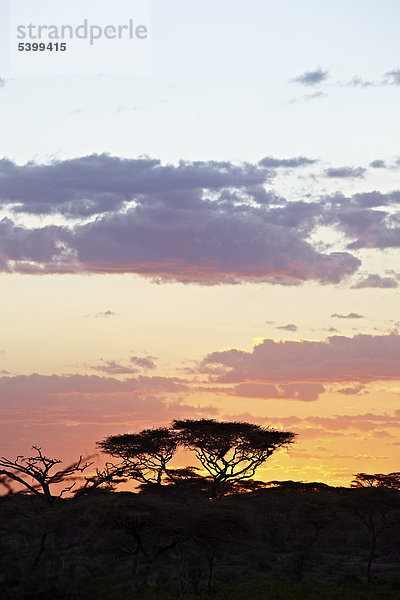 Sonnenaufgang in der Serengeti  Tansania  Afrika