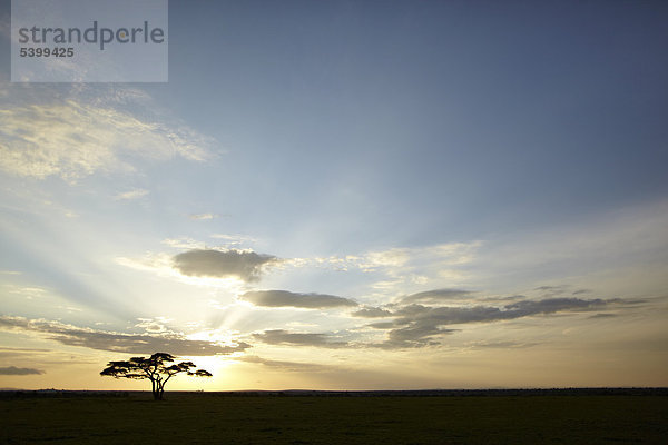 Baum im Gegenlicht zur Sonne  Serengeti  Tansania  Afrika